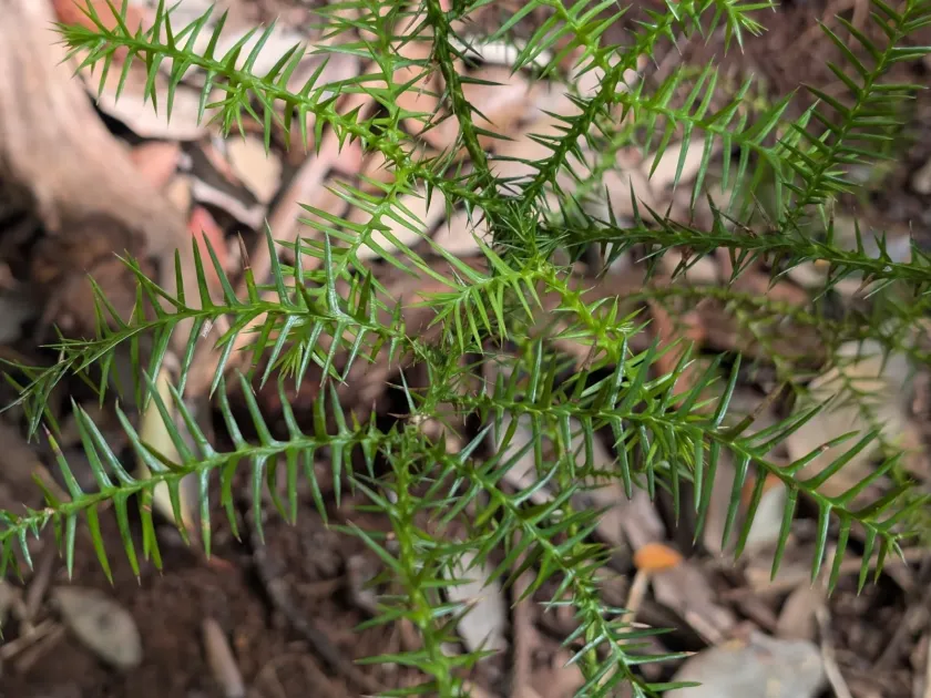 Moreton Bay pine