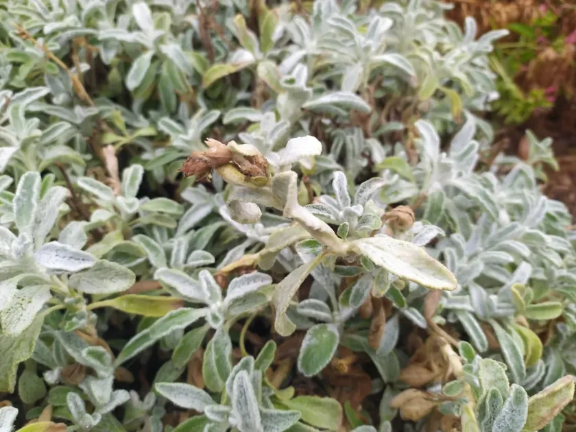 Sideritis raeseri