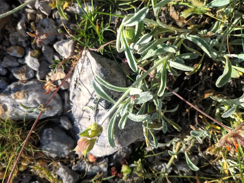 Sideritis scardica
