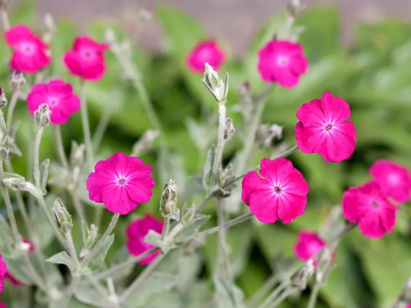 Rose campion