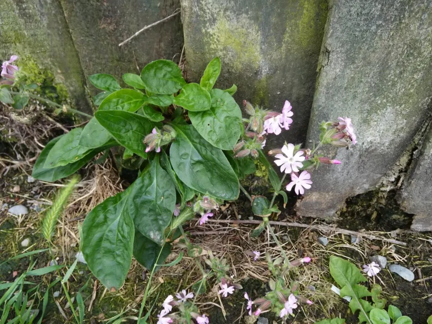 Red campion