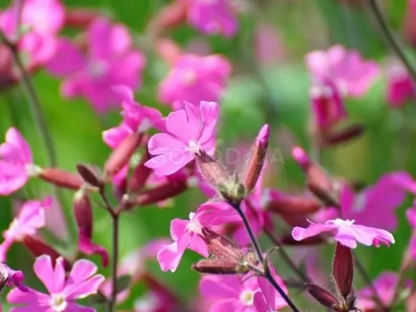 Drooping Catchfly