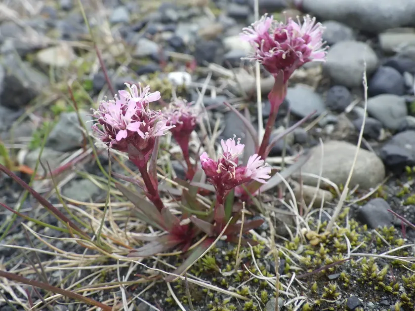 Alpine catchfly