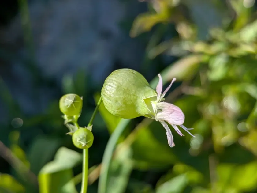 Bladder campion