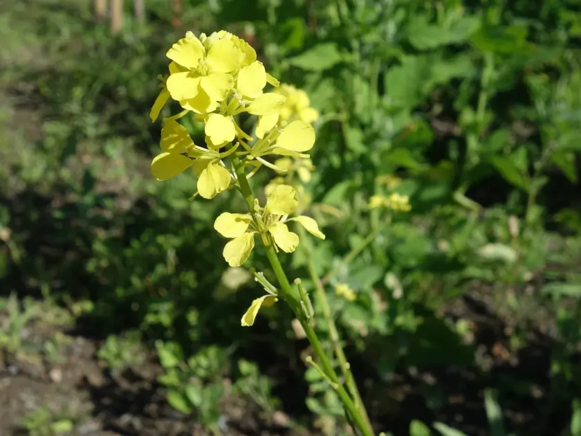Wild mustard
