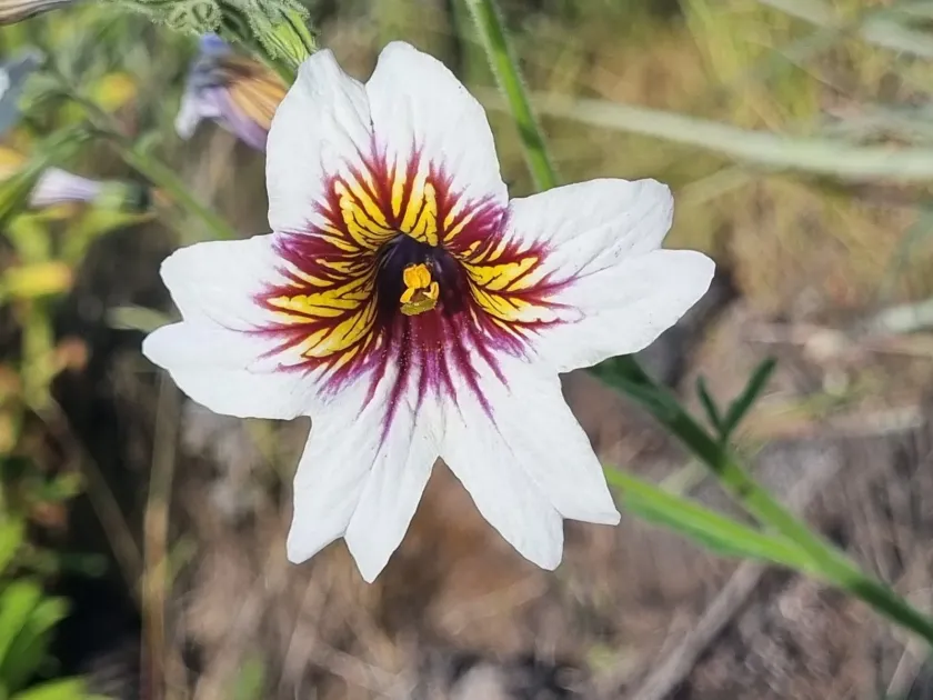 Salpiglossis sinuata