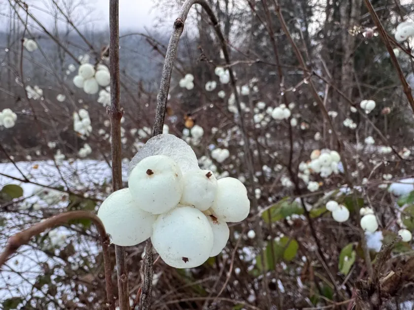 Doorenbos snowberry