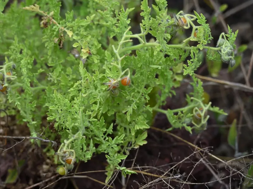 Galapagos tomato