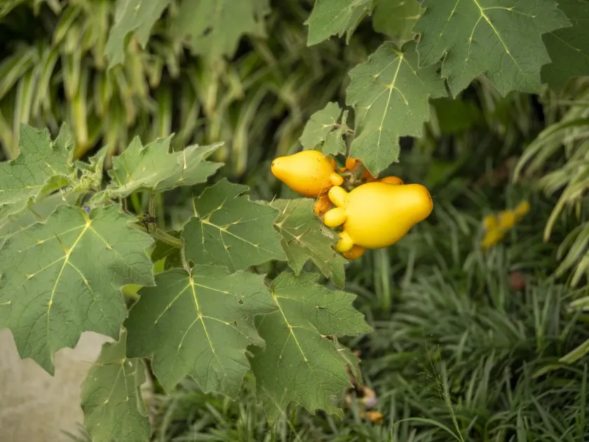 Solanum mammosum