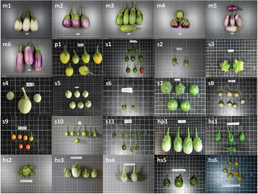 Hybrids of eggplant and African eggplant