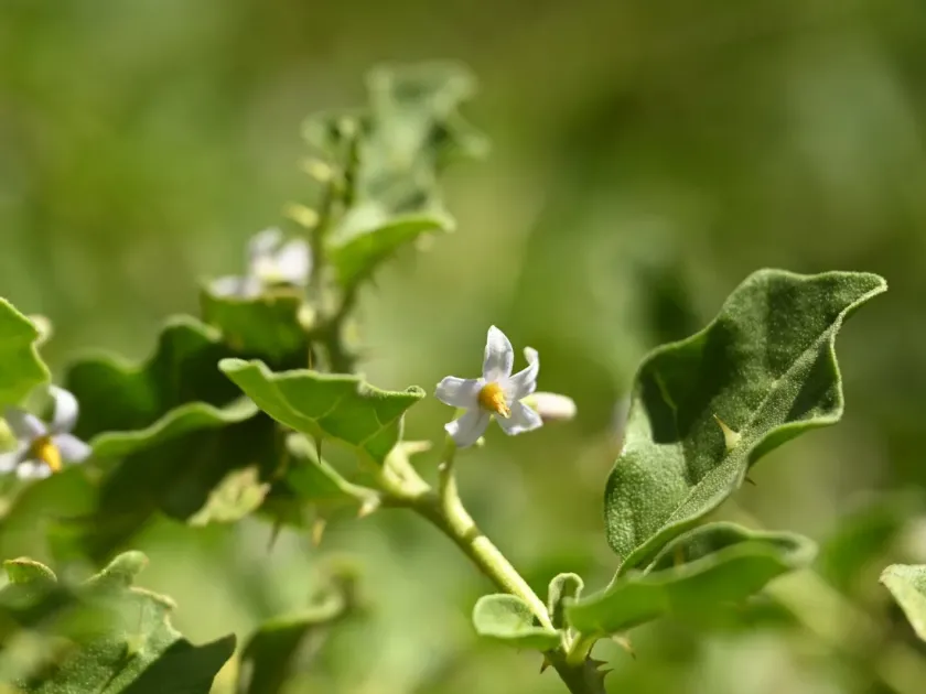 Solanum procumbens