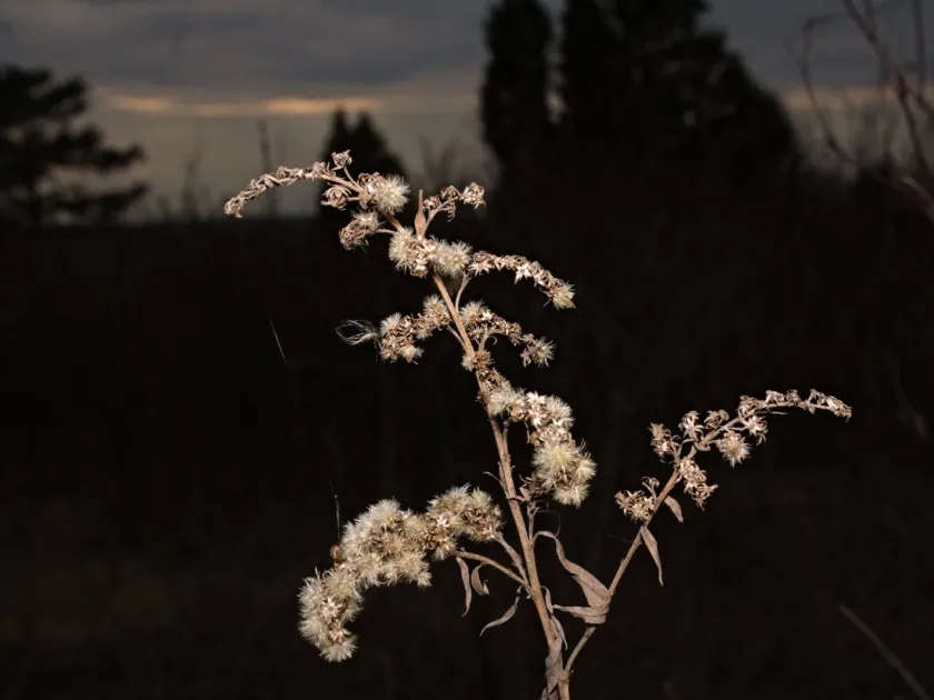 Canada goldenrod