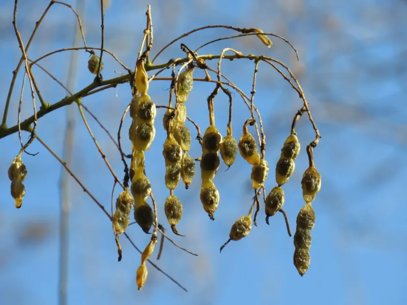 Japanese pagoda tree