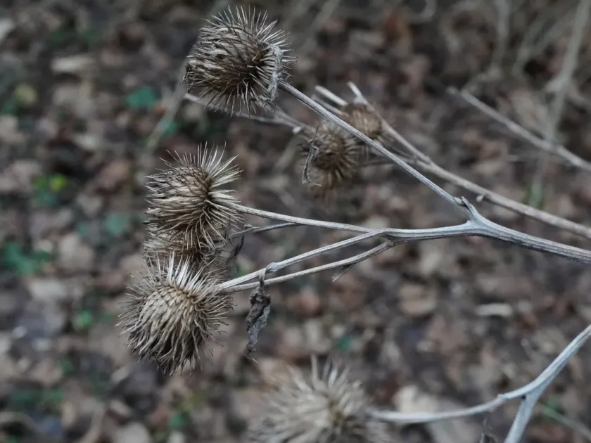 Greater burdock