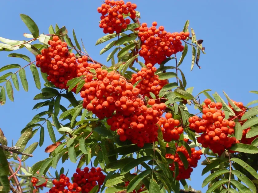 Madeira rowan