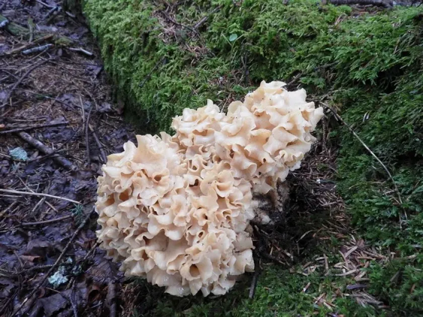 Sparassis latifolia