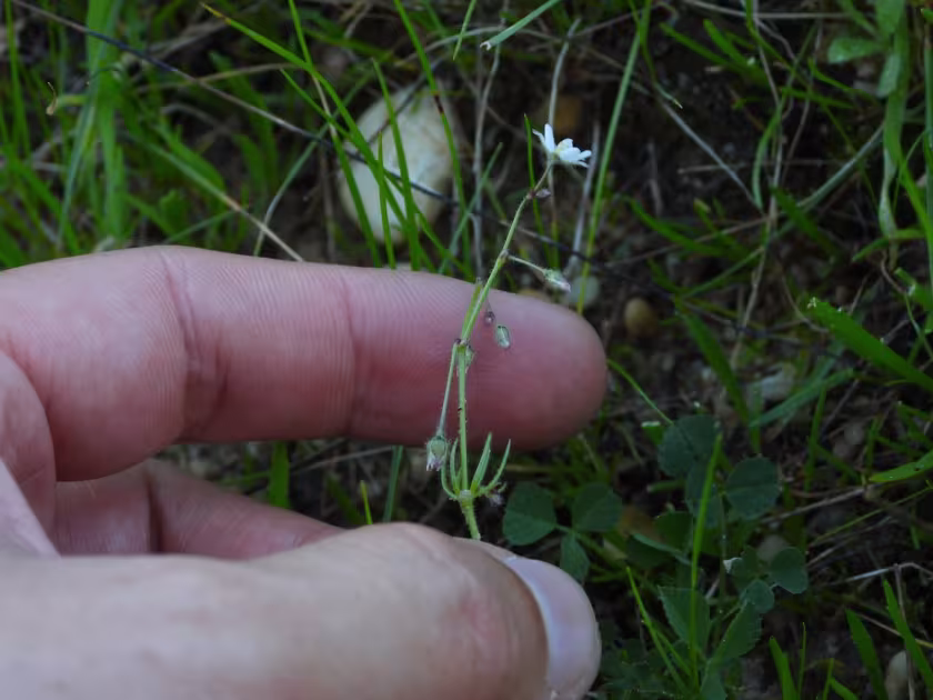 Corn spurry