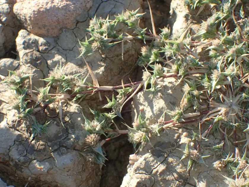 Sporobolus aculeatus
