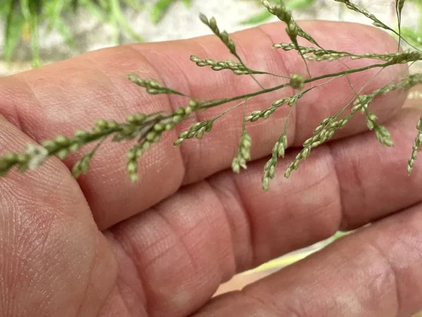 Sporobolus diandrus