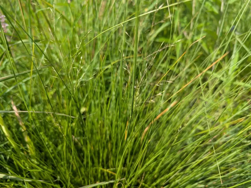 Prairie dropseed