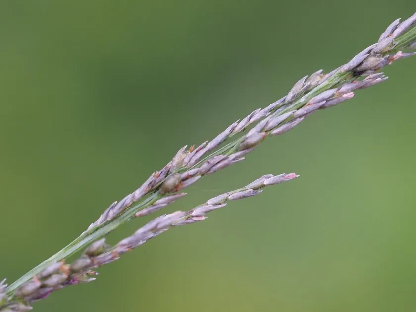 Smut grass