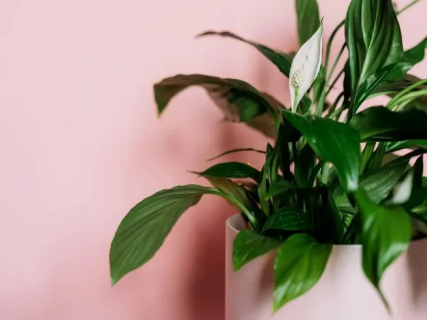 Spathiphyllum floribundum