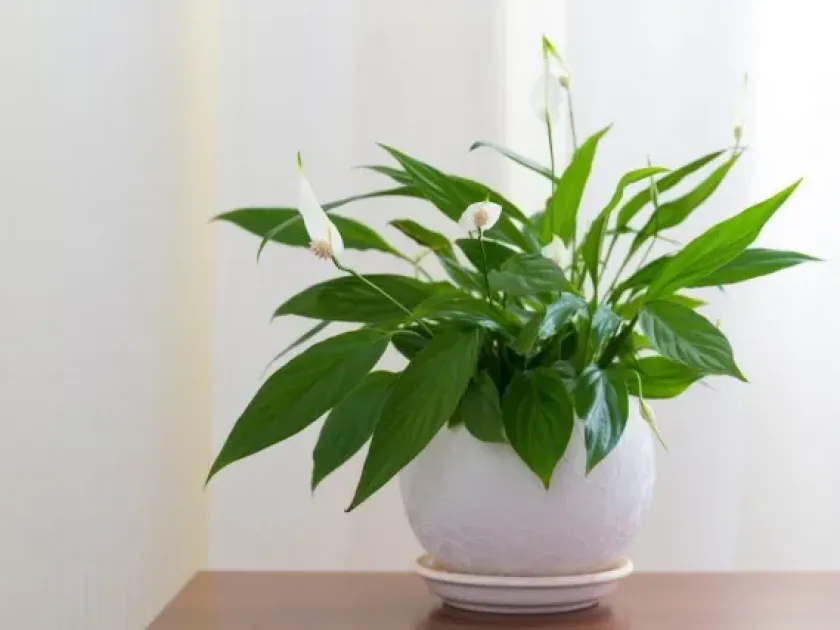 Spathiphyllum floribundum