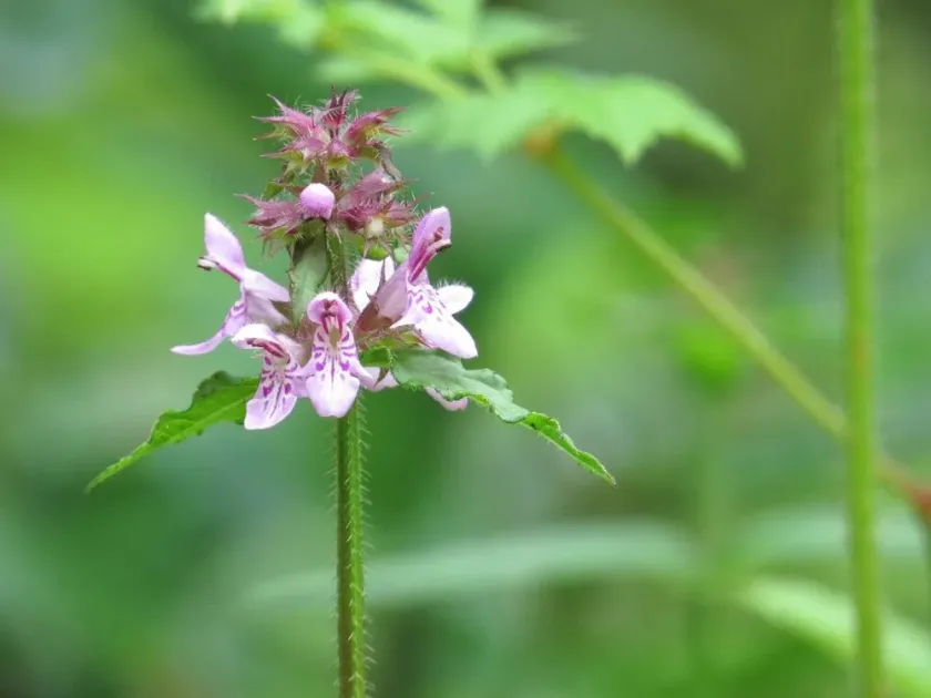 Stachys japonica