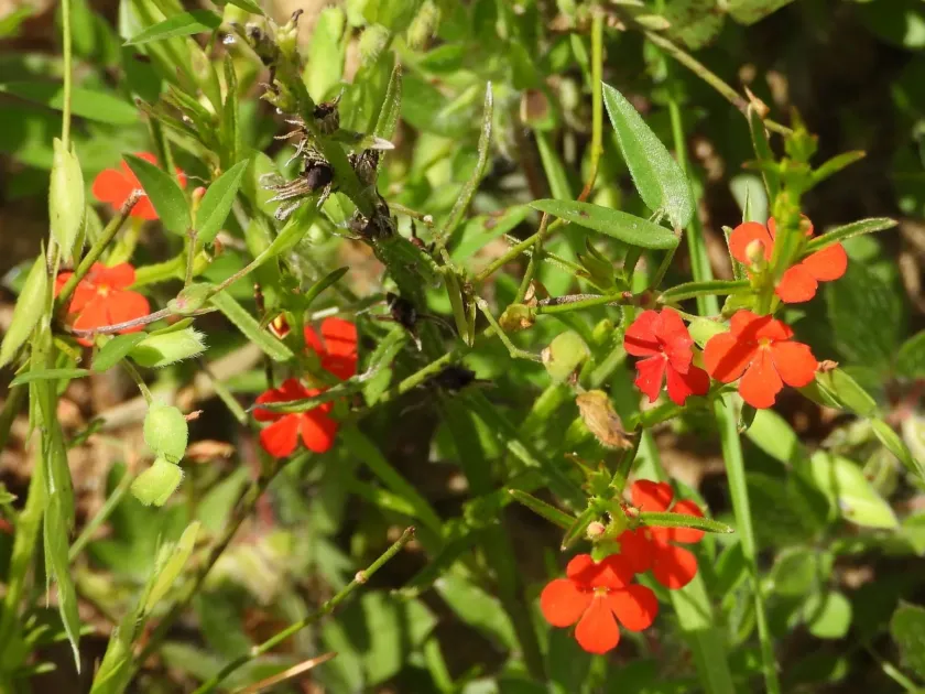 Witchweed