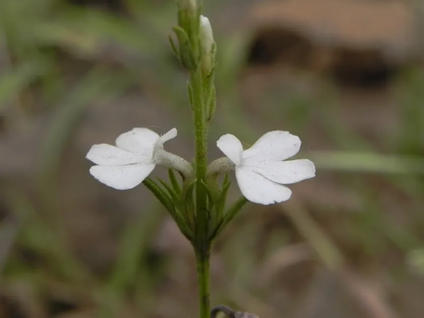 Striga densiflora
