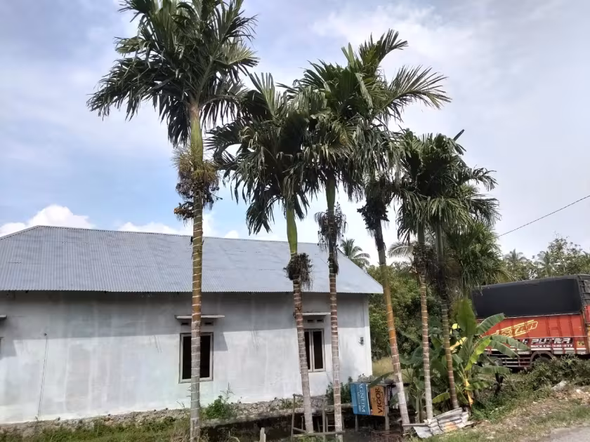 Areca catechu