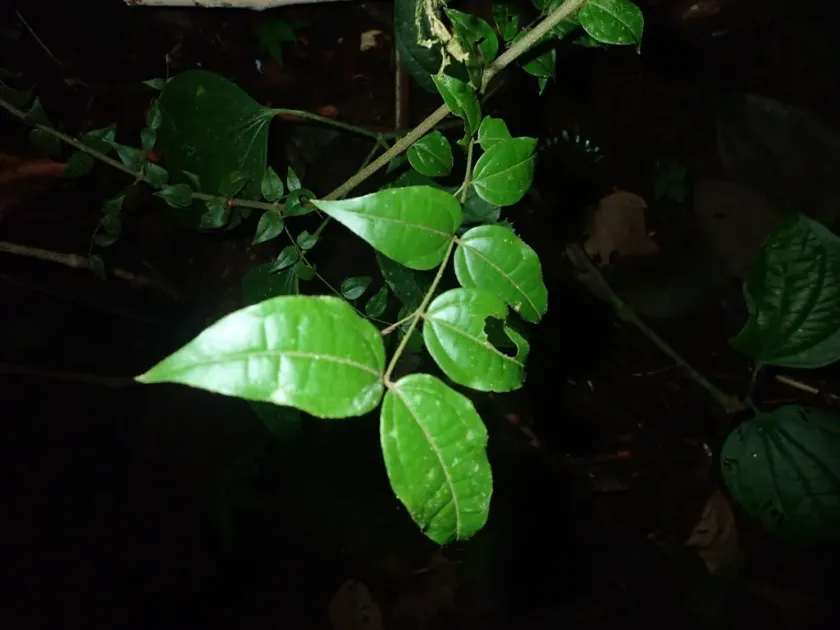 Strychnos toxifera