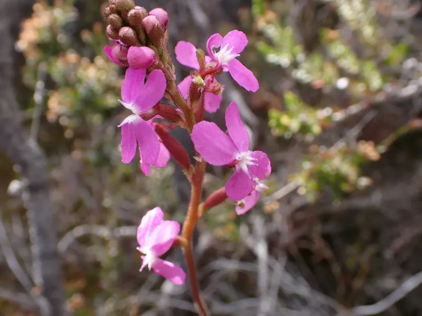 Grass-leaved triggerplant
