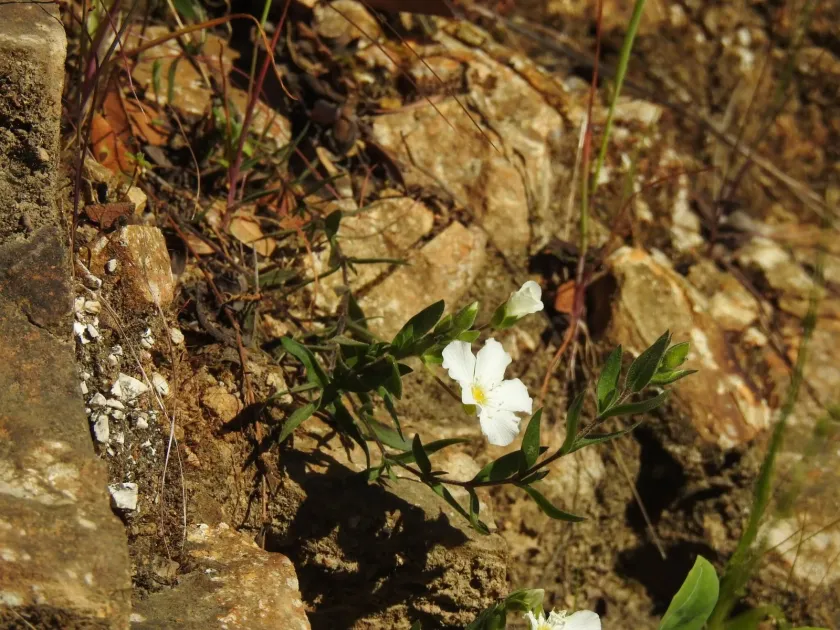 Mountain sandwort