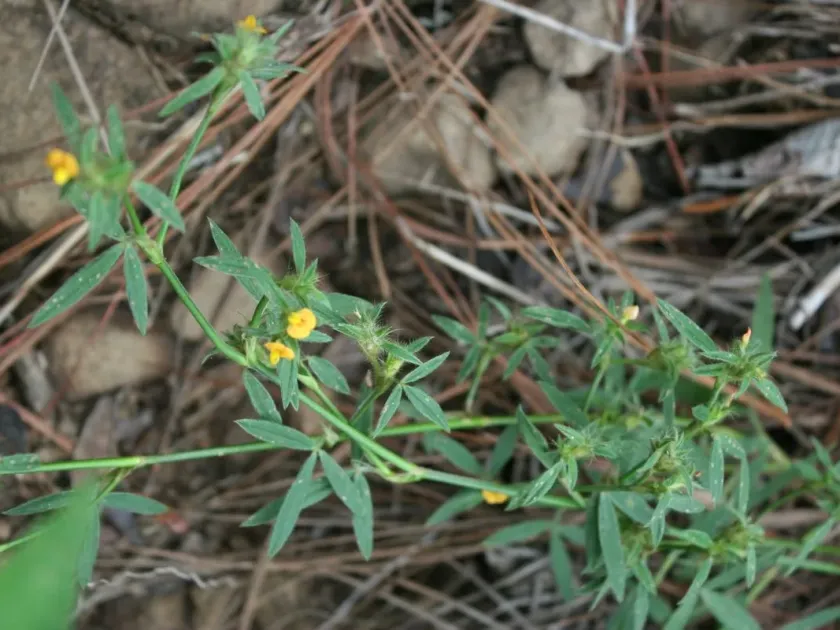 Stylosanthes guianensis