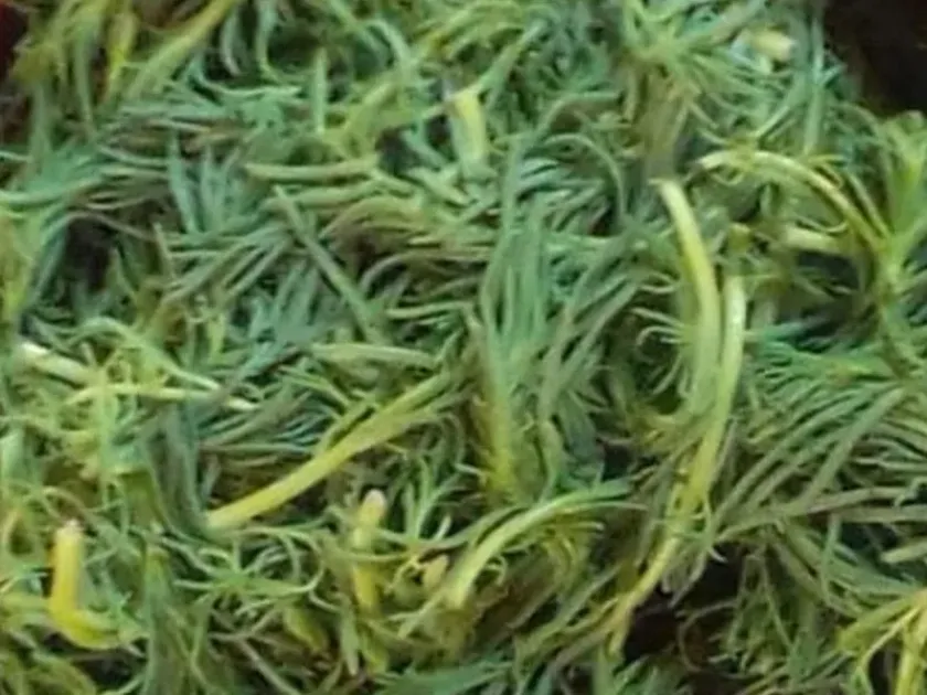 Suaeda edulis