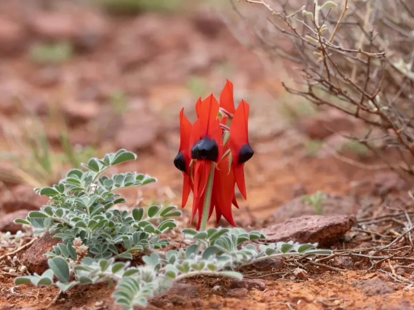 Sturt's Desert Pea