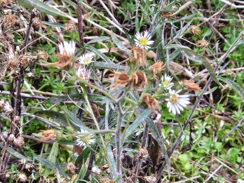 White heath aster