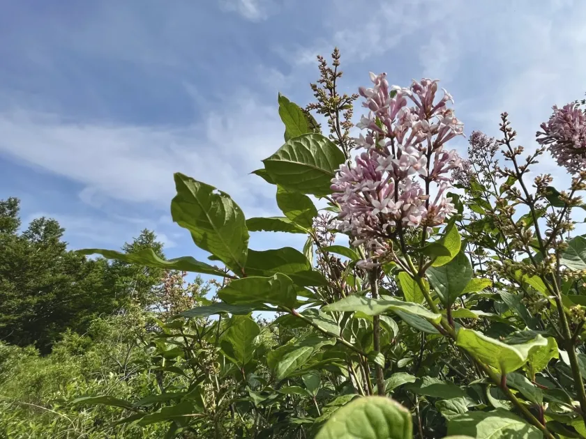 Villous lilac