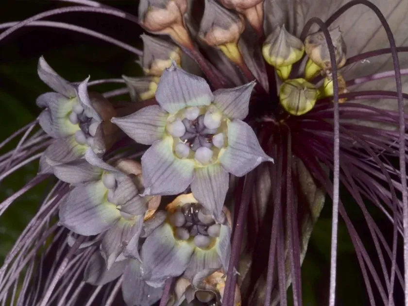 Tacca chantrieri hybrid