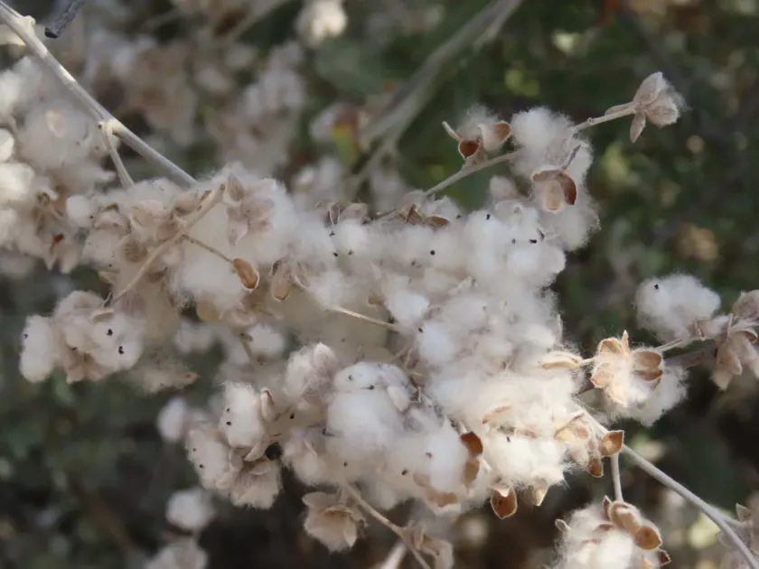 Camphor bush