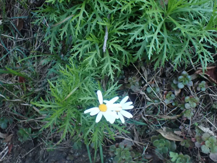 Marguerite daisy