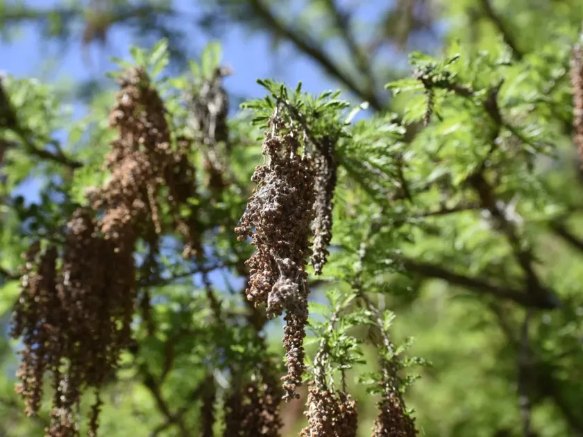 Montezuma cypress
