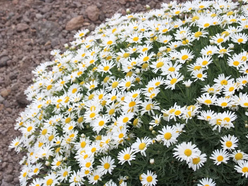 Argyranthemum tenerifae