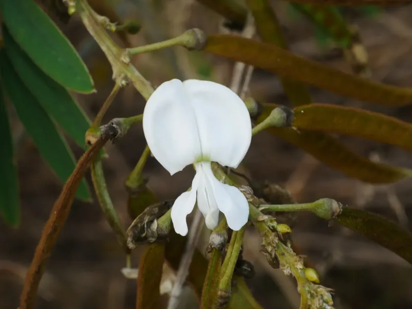 White Tephrosia