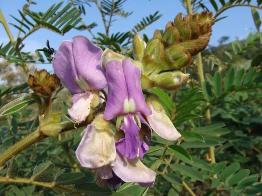 Tephrosia vogelii