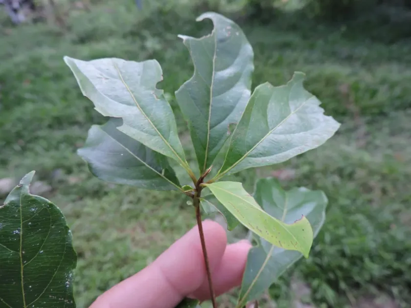 Amazonian terminalia