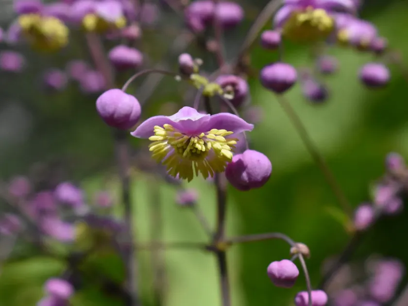 Thalictrum rochebruneanum