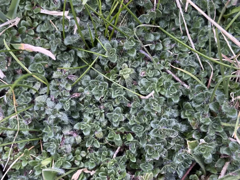 Creeping thyme