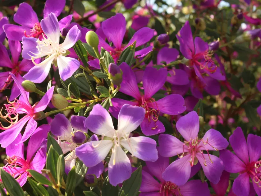 Tibouchina lepidota and mutabilis hybrids